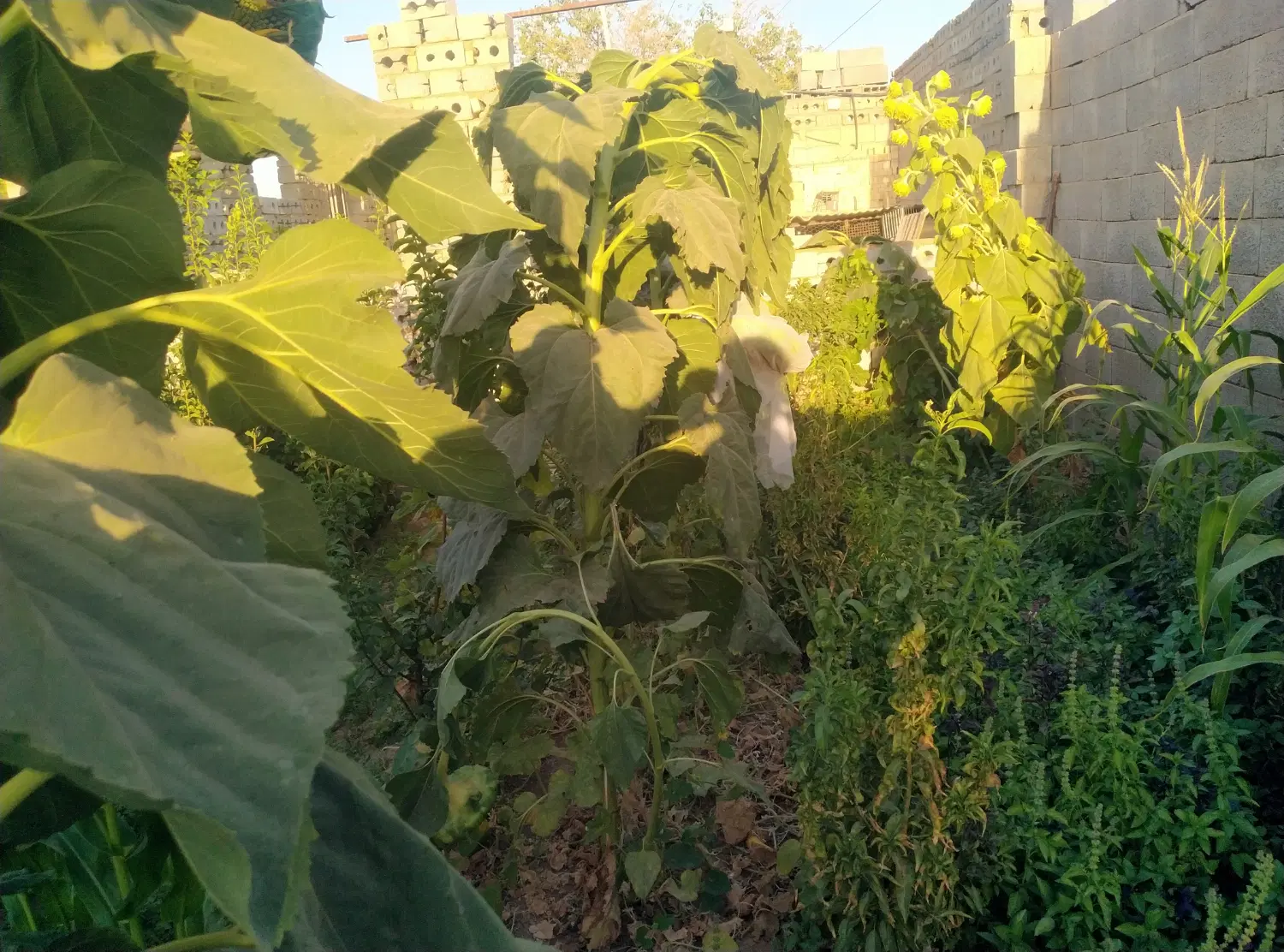 باغچه با صفا و امن