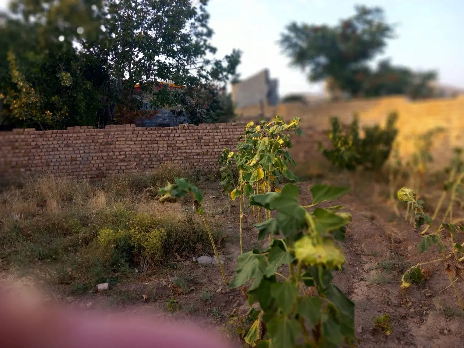 زمین چار دیواری