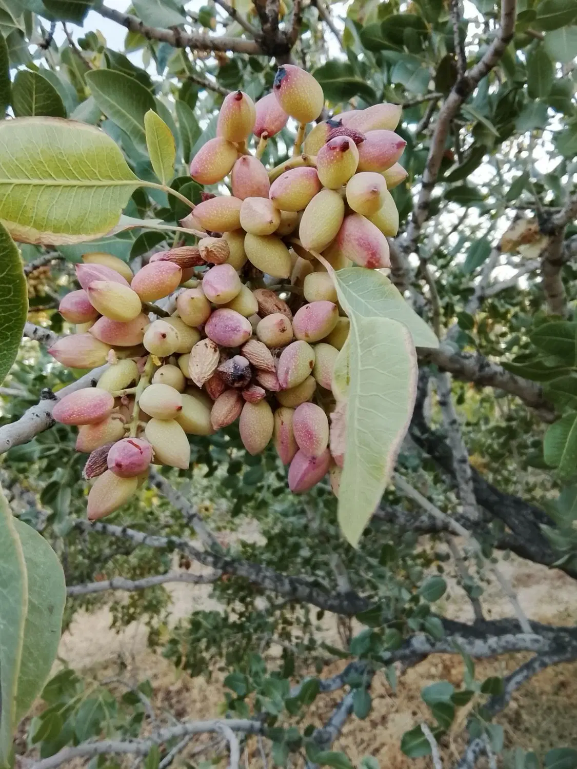 زمین پشت کبابی میدان چادرملو