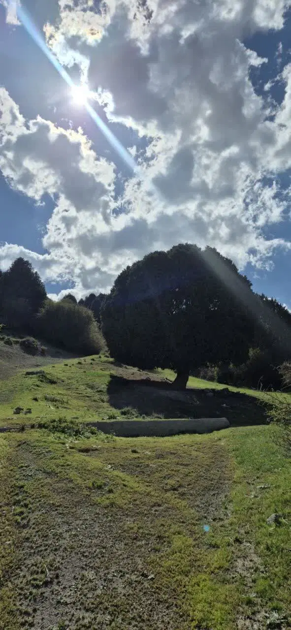 کلنگی