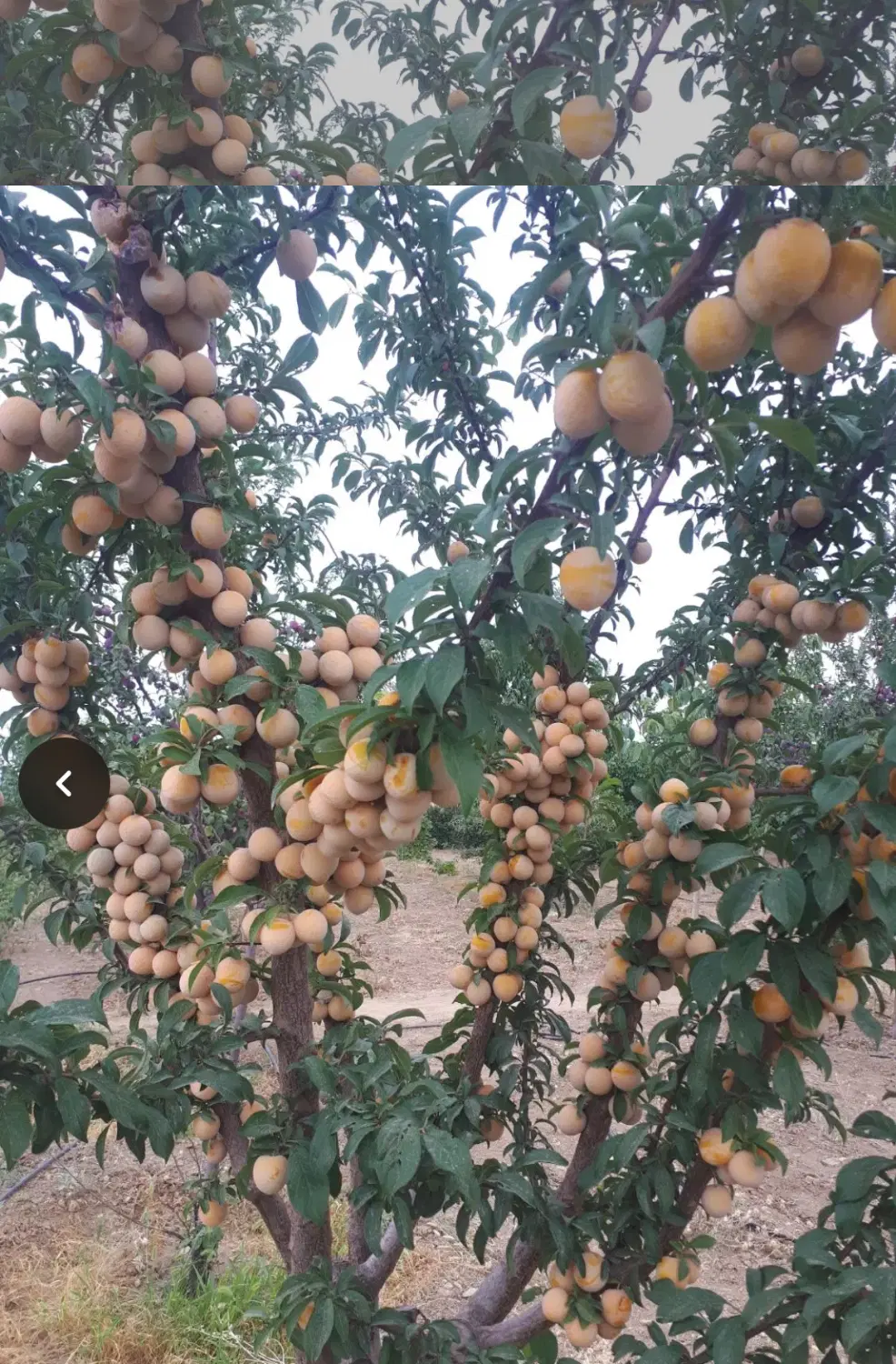 باغ در بهترین لوکیشن ۱۲۰۰ متری