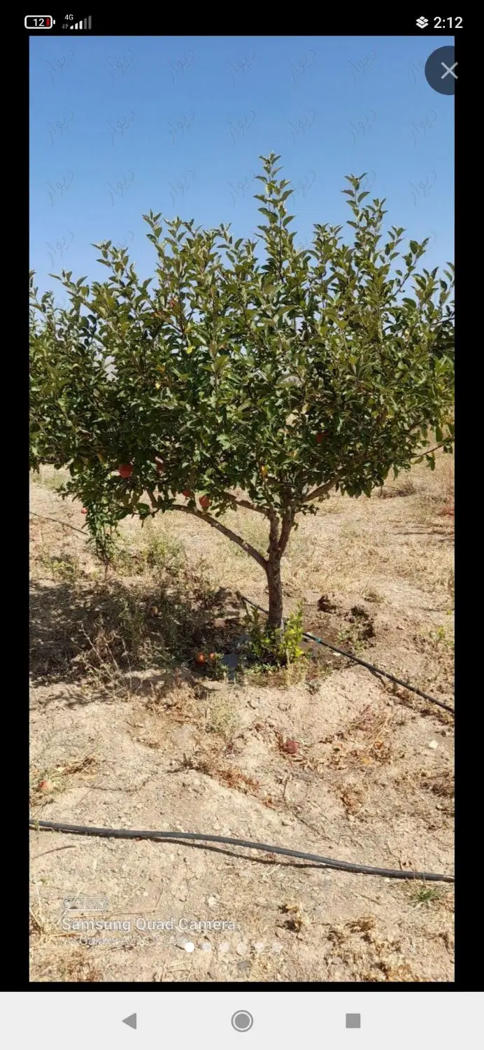 باغ ۱۰۰۰ متری بارده مینودشت اشراق