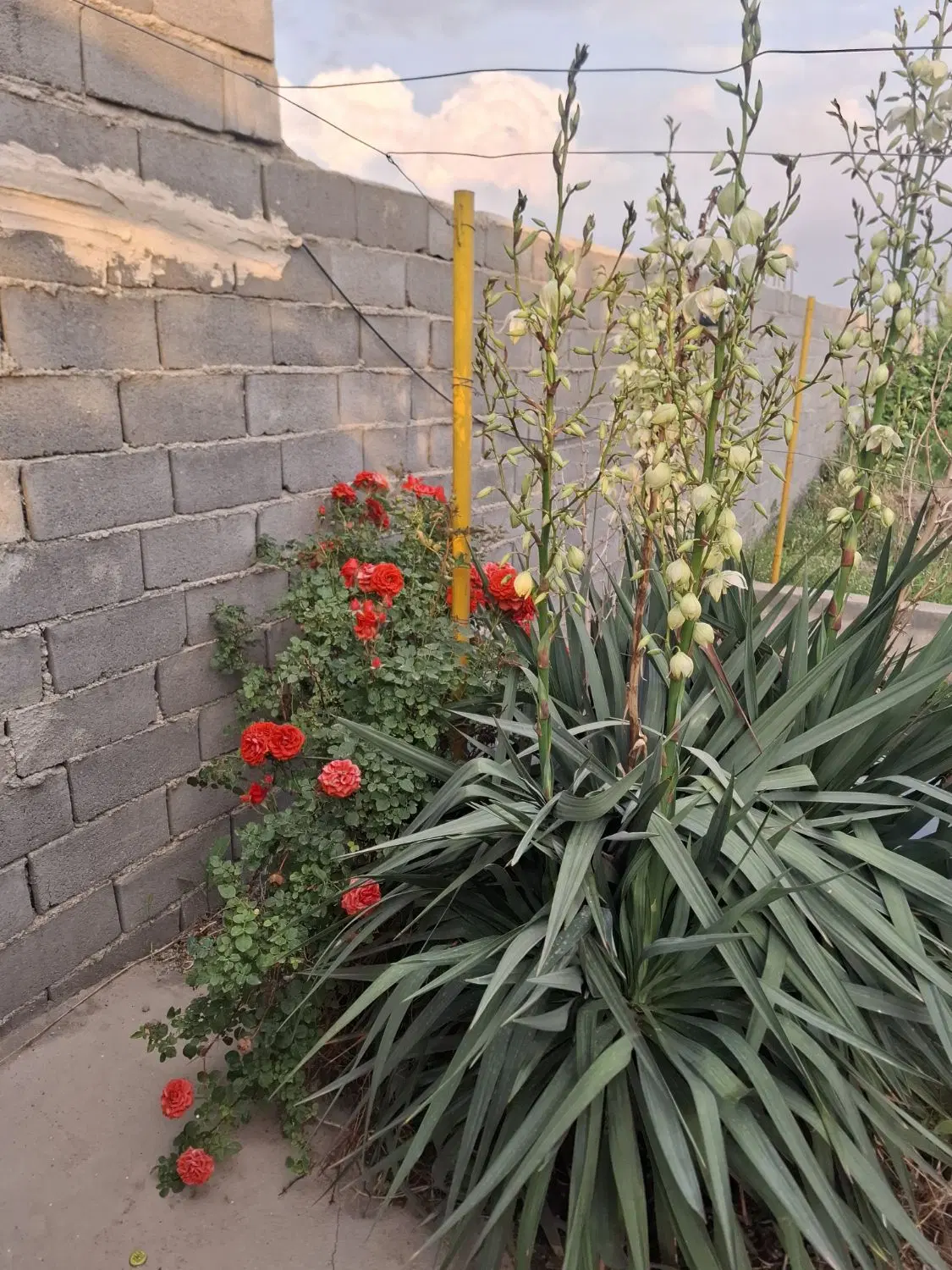 باغ ویلایی
