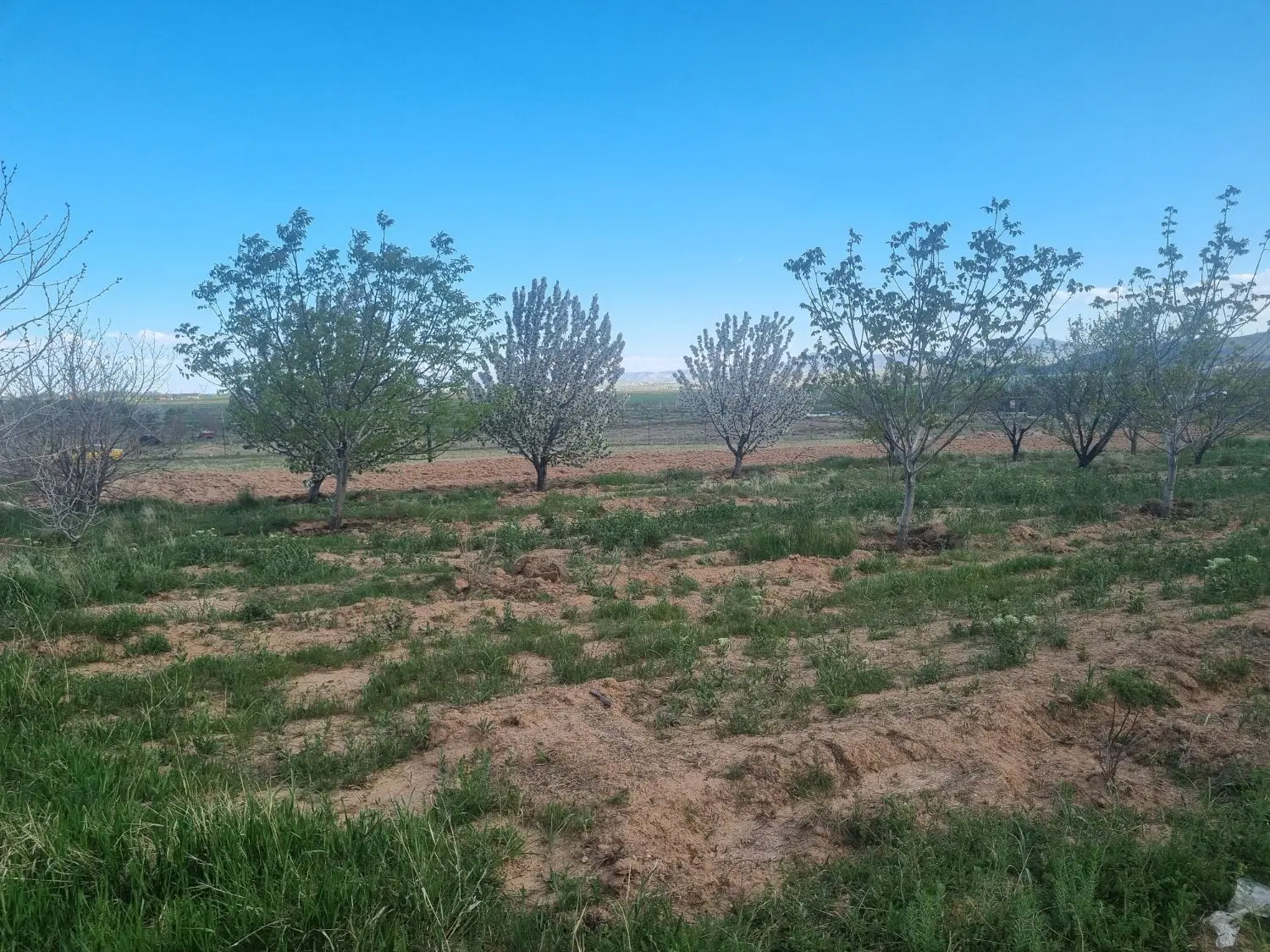زمین