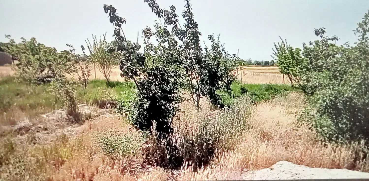 هزار متر باغ فنس کشی
