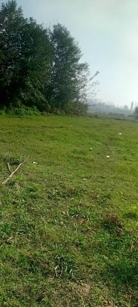 زمین باغی1100متر درگیلان سیاهکل روستای پاشاکی