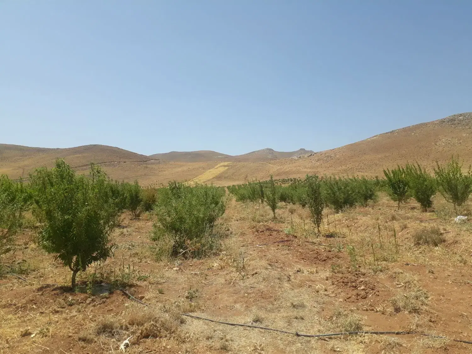 چادگان  اورگان  باغ قطره ای