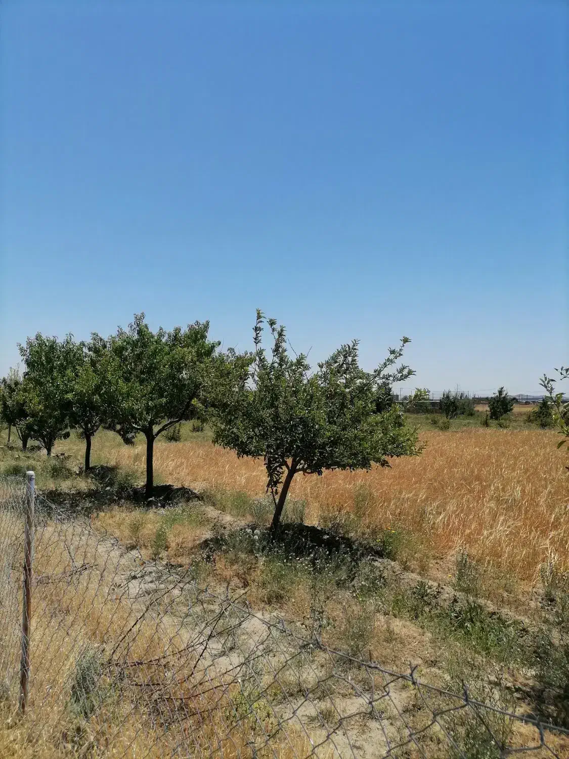 باغچه 1000متری فریمان. روستای عشق آباد