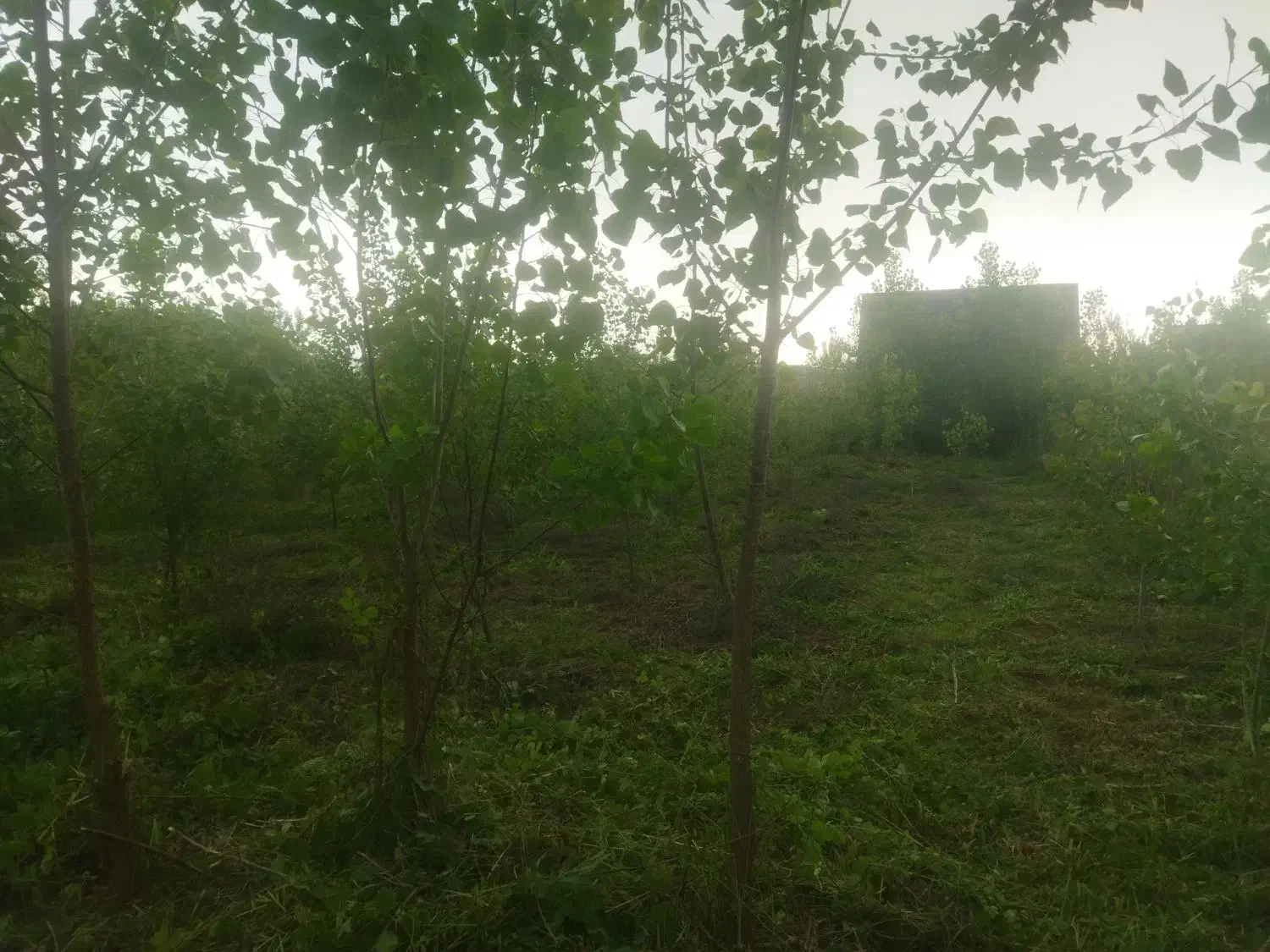 فروش زمین در جاده چمخاله