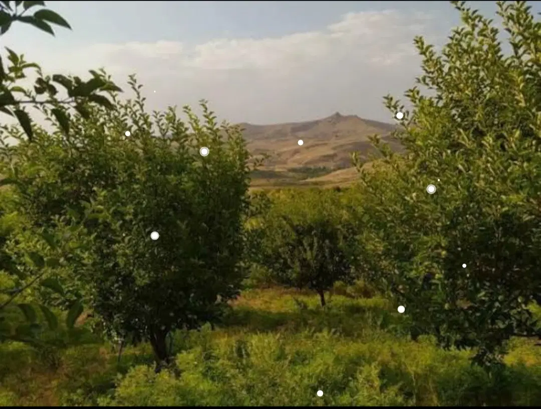 باغ ۶۰۰۰ متری در نیشابور