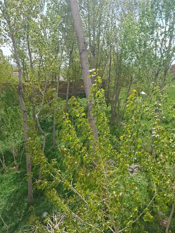 قطعه ویلایی در کوی اختصاصی