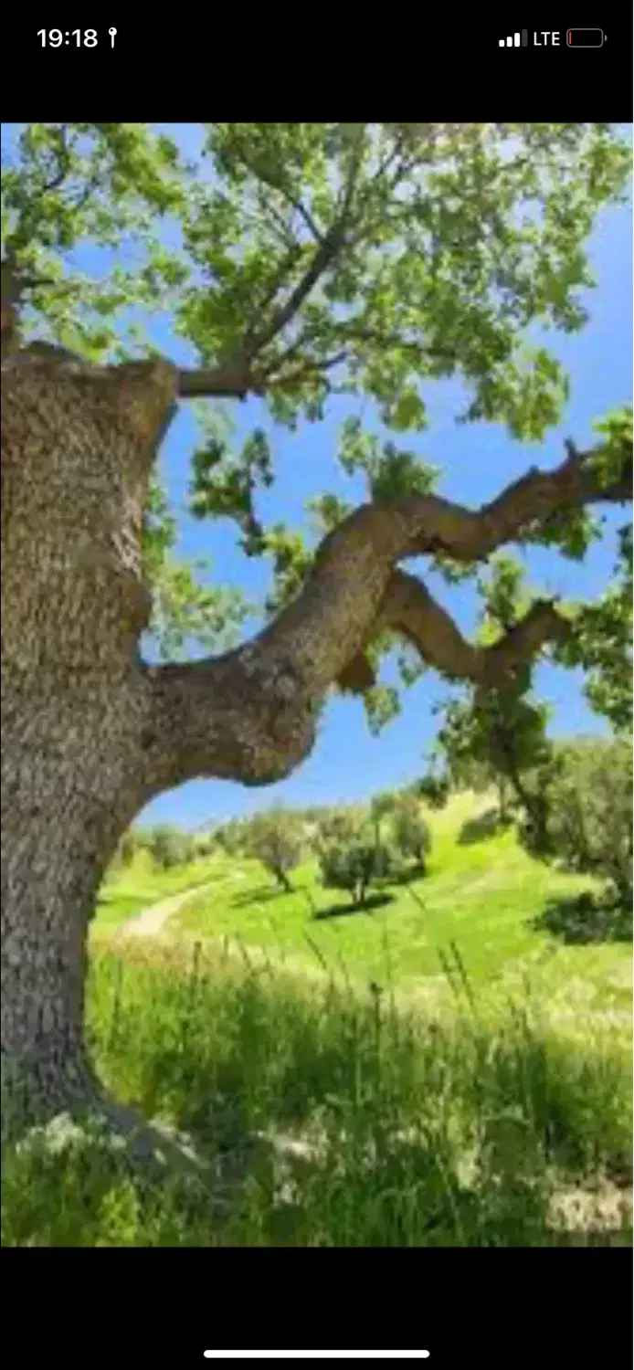 ۹۰۰ متر باغچه سند تک برگ عرصه و عیان