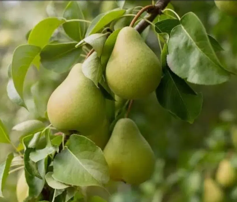 فروش باغ