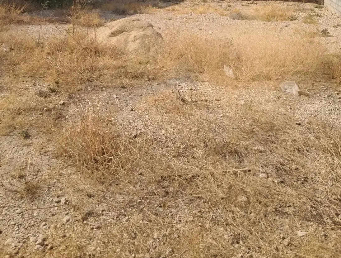 فروش زمین ۲۸۰ متری در سازمانی شهر برازجان