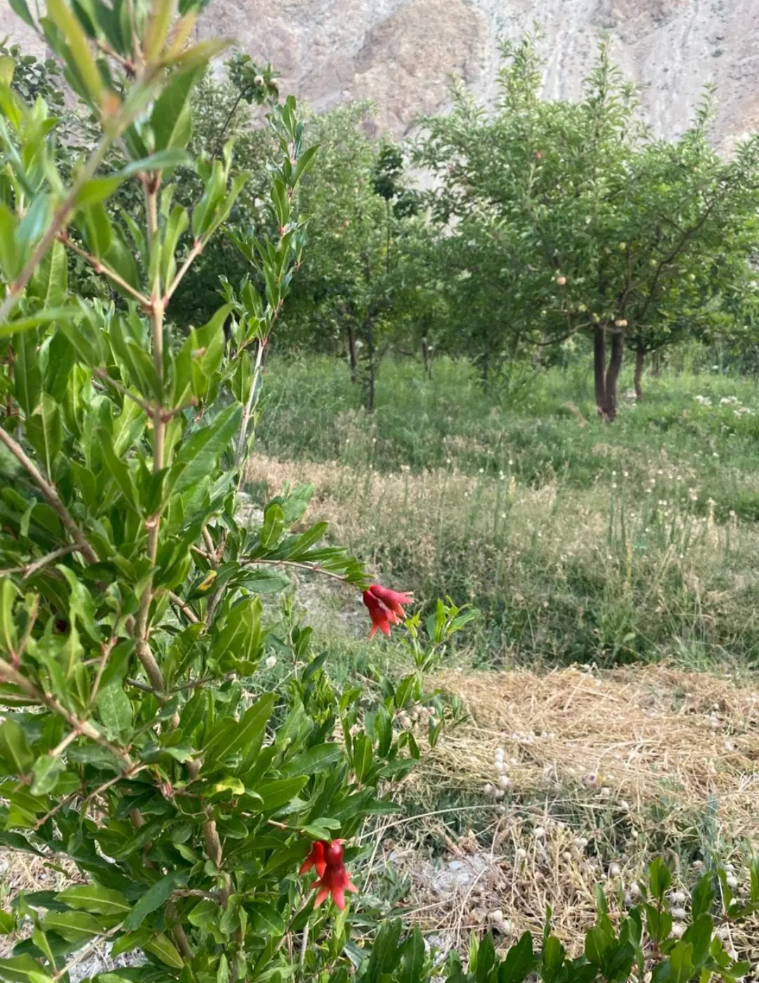 خانه به همراه باغ میوه روستای زرین دشت فیروزکوه