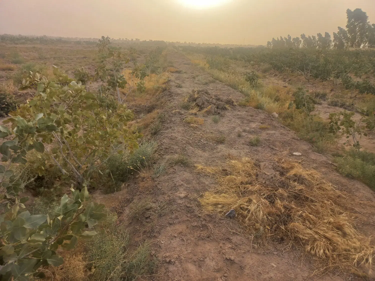 زمین پسته