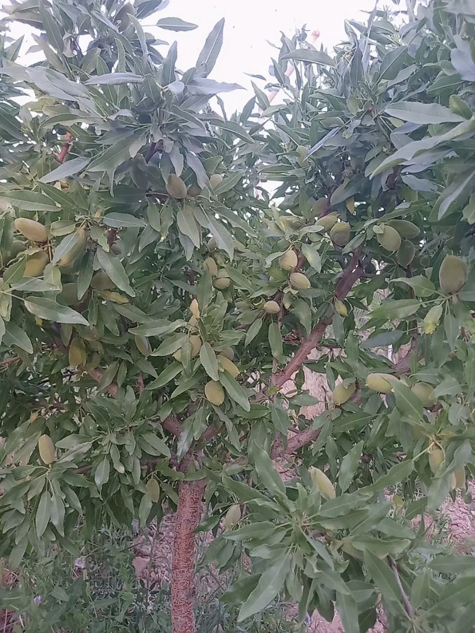 باغ بادام زیر محصول با فنس_اتاق دار