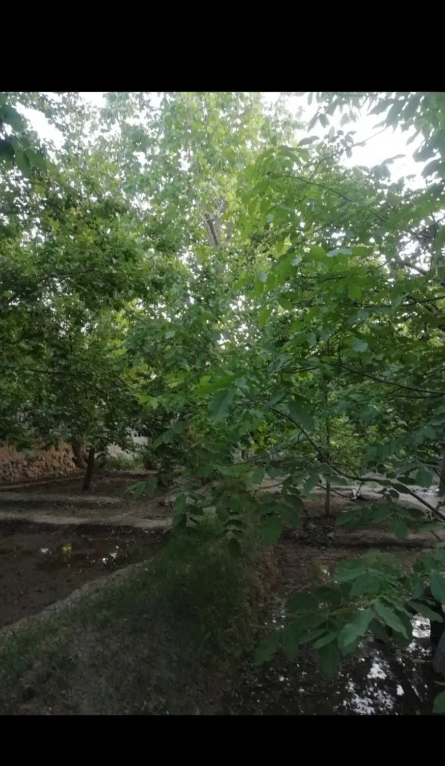 باغ سرسبز بهدان