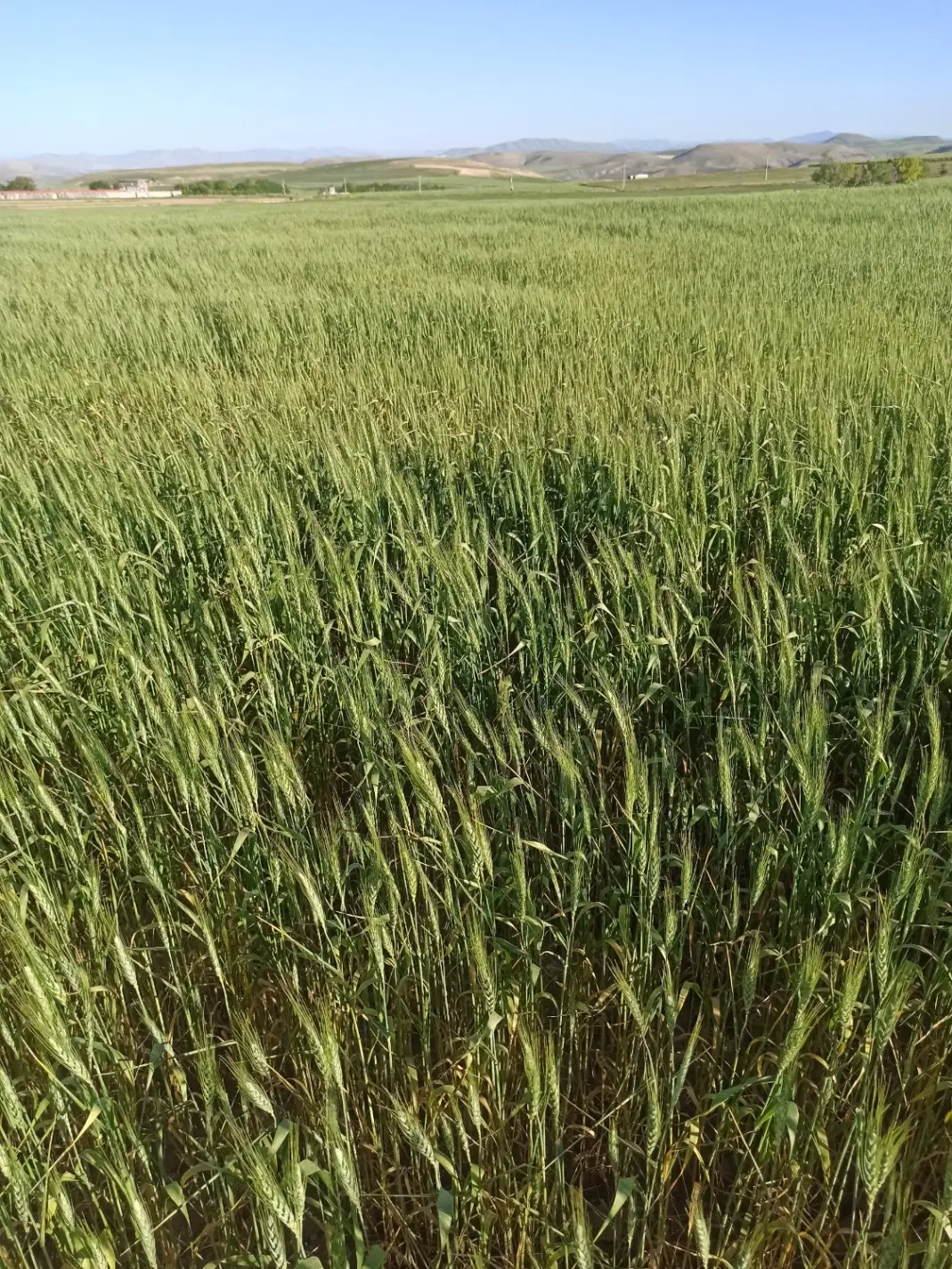 زمین کشاورزی در روستای قورغان