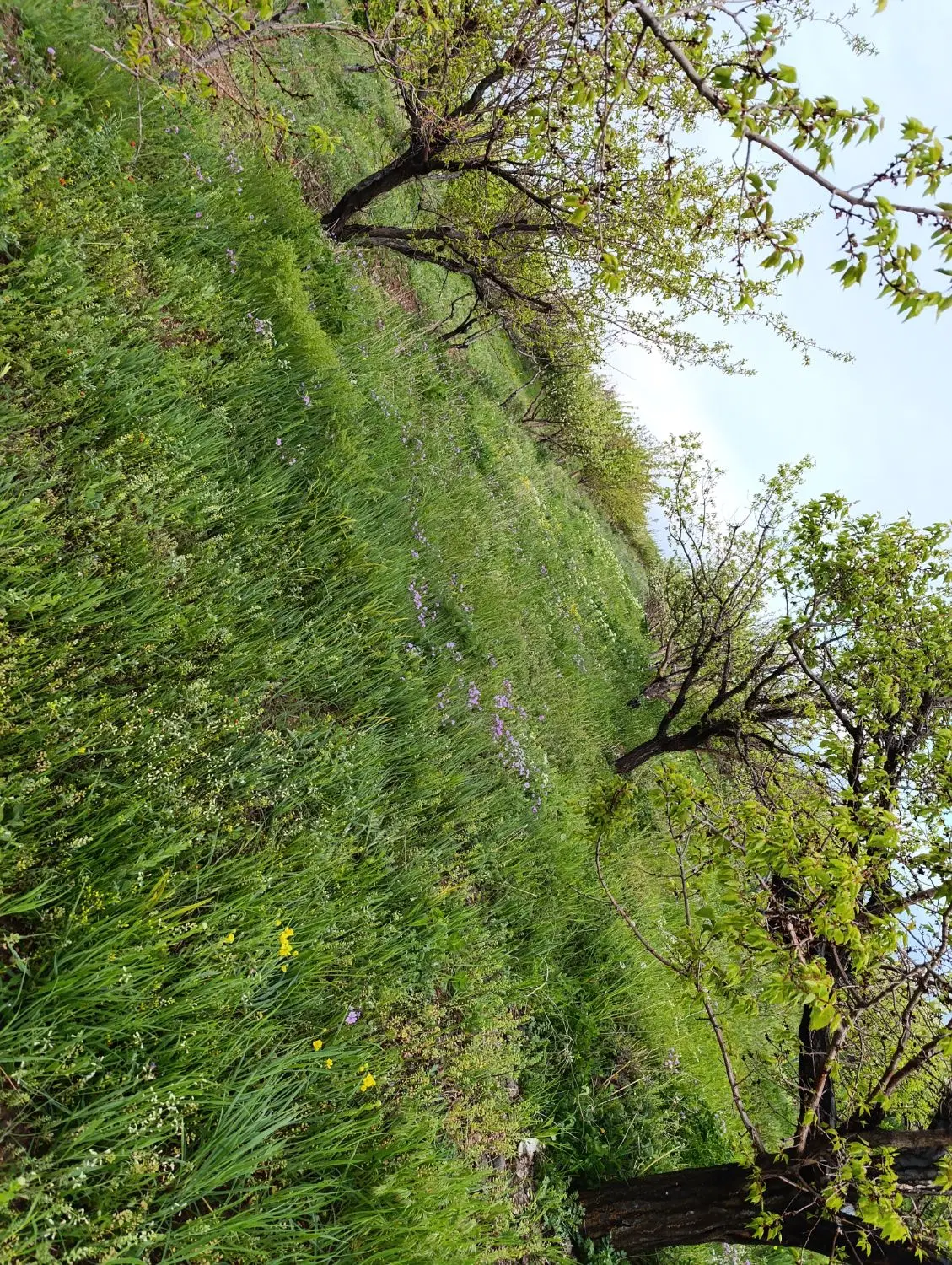 ۳۰۰متر زمین داخل روستای النجق