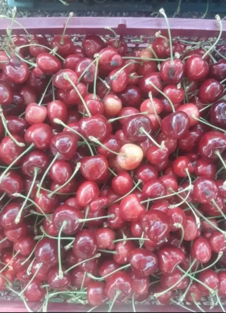 باغ انگور و میوه