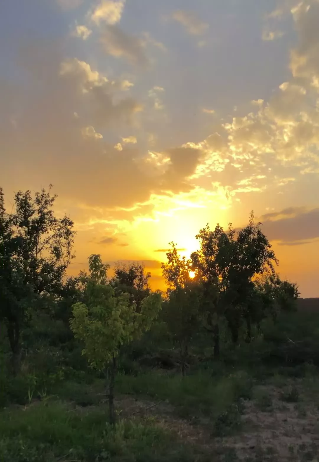 زمین باغی داخل مجموعه