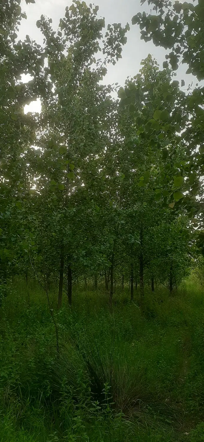 زمین مزروعی