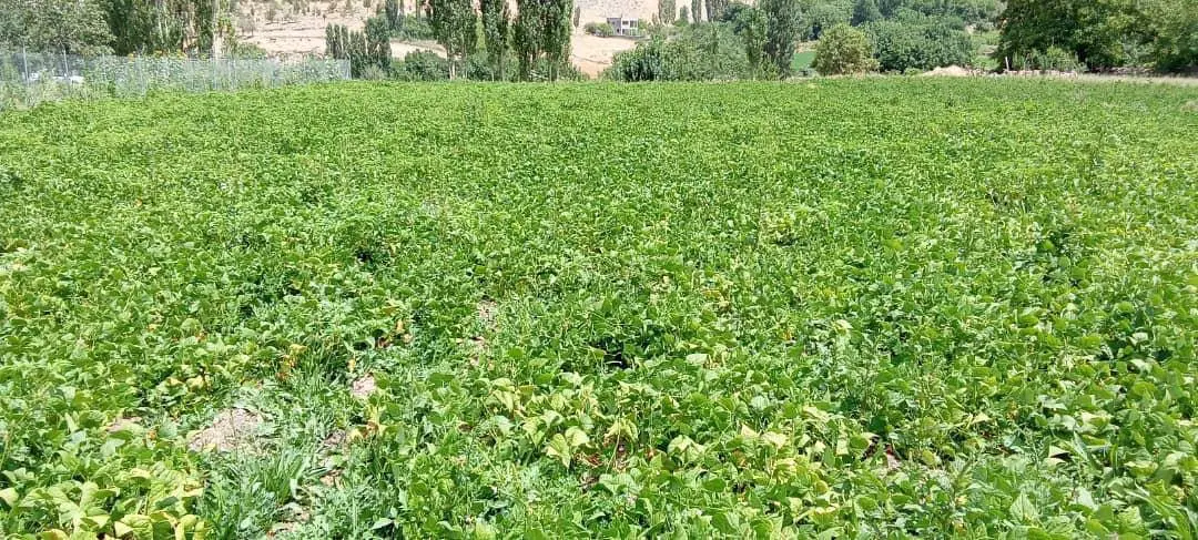 زمین کشاورزی واقع در سردشت خوانسار