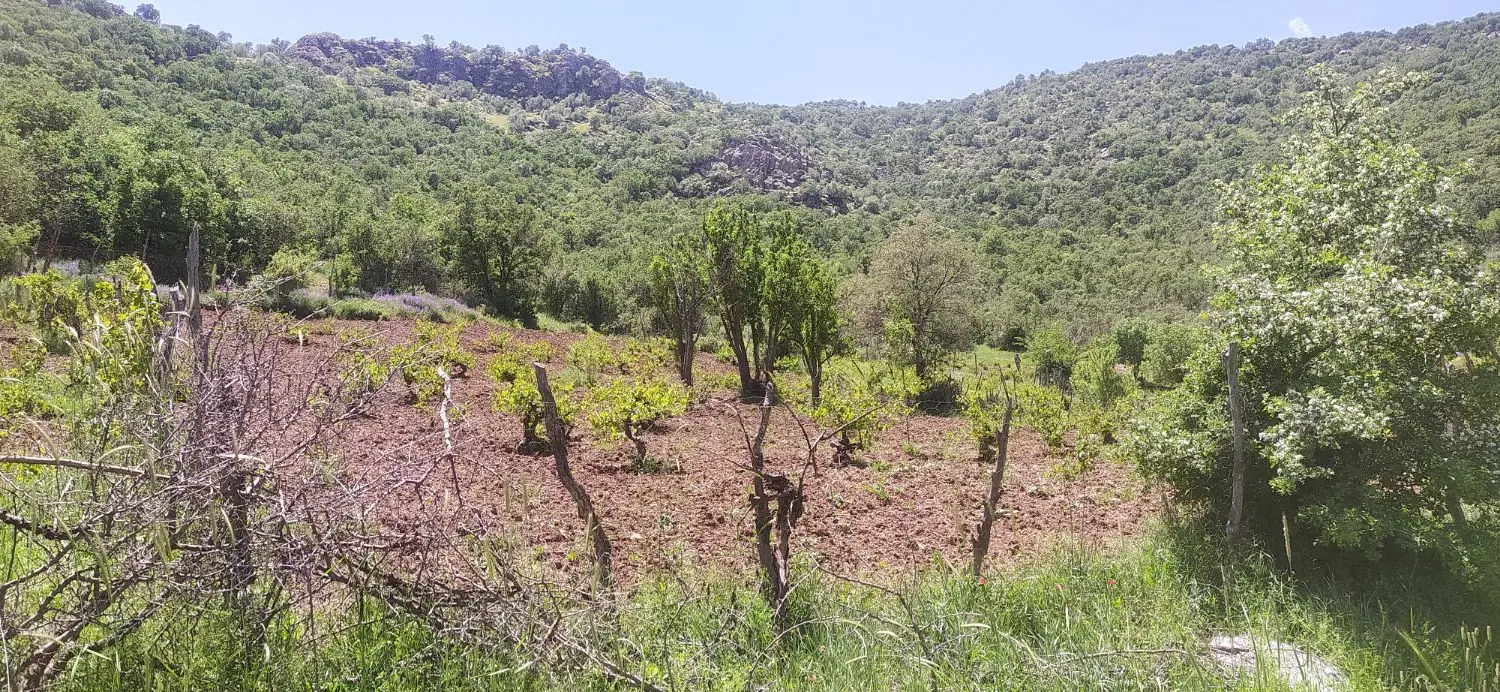 باغ انگور