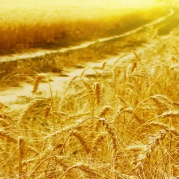 اجاره زمین زراعی کشاورزی آبی انزاب
