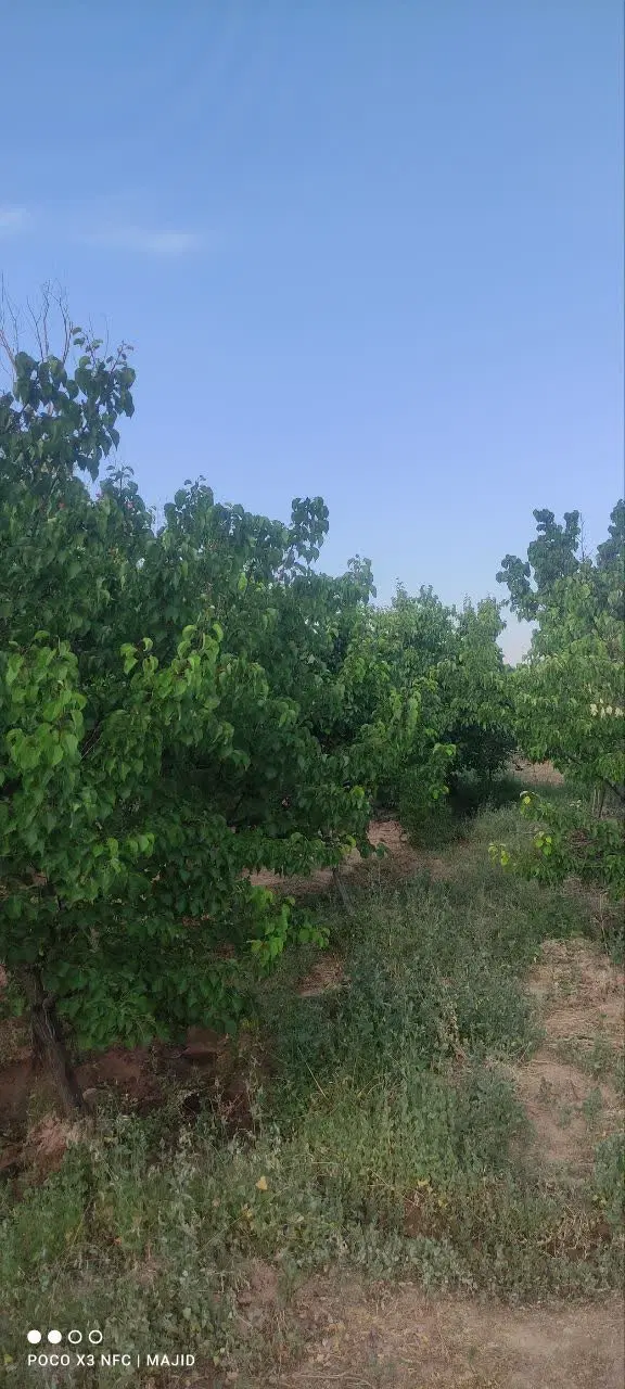 ۱۹۰۰متر باغ در مجن قیمت۱میلیارد و۲۰۰