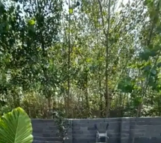باغچه 500متری میوه چهاردیواری(باغی باغچه)