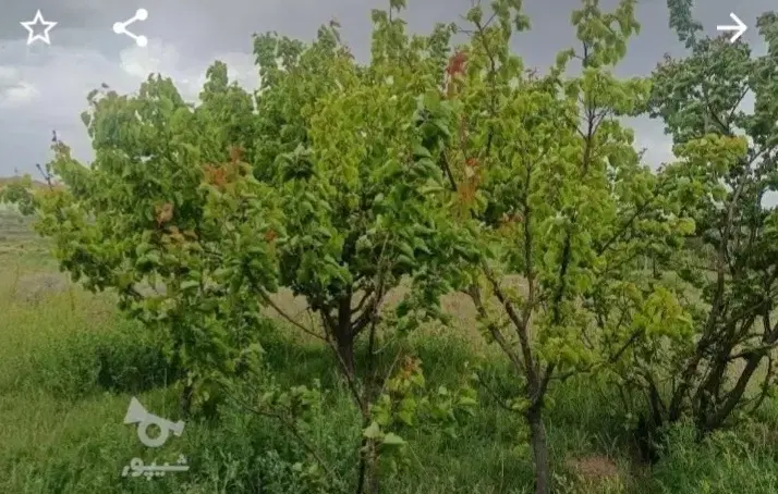 زمین باغی ۱.۳۰۰ متر