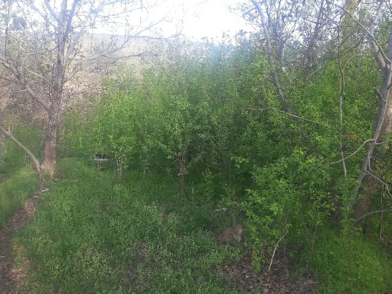 باغ گنجنامه انتهای فخر آباد