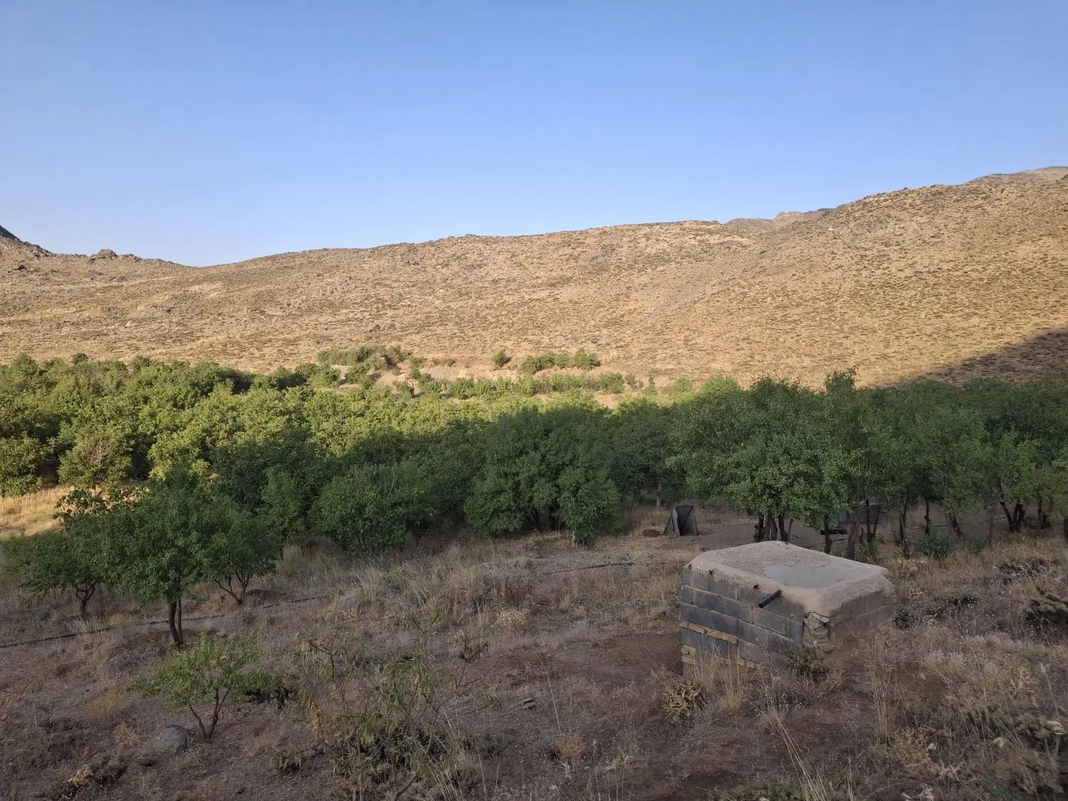 باغ گردو و بادام در بهشت پنهان روستای فسیجان