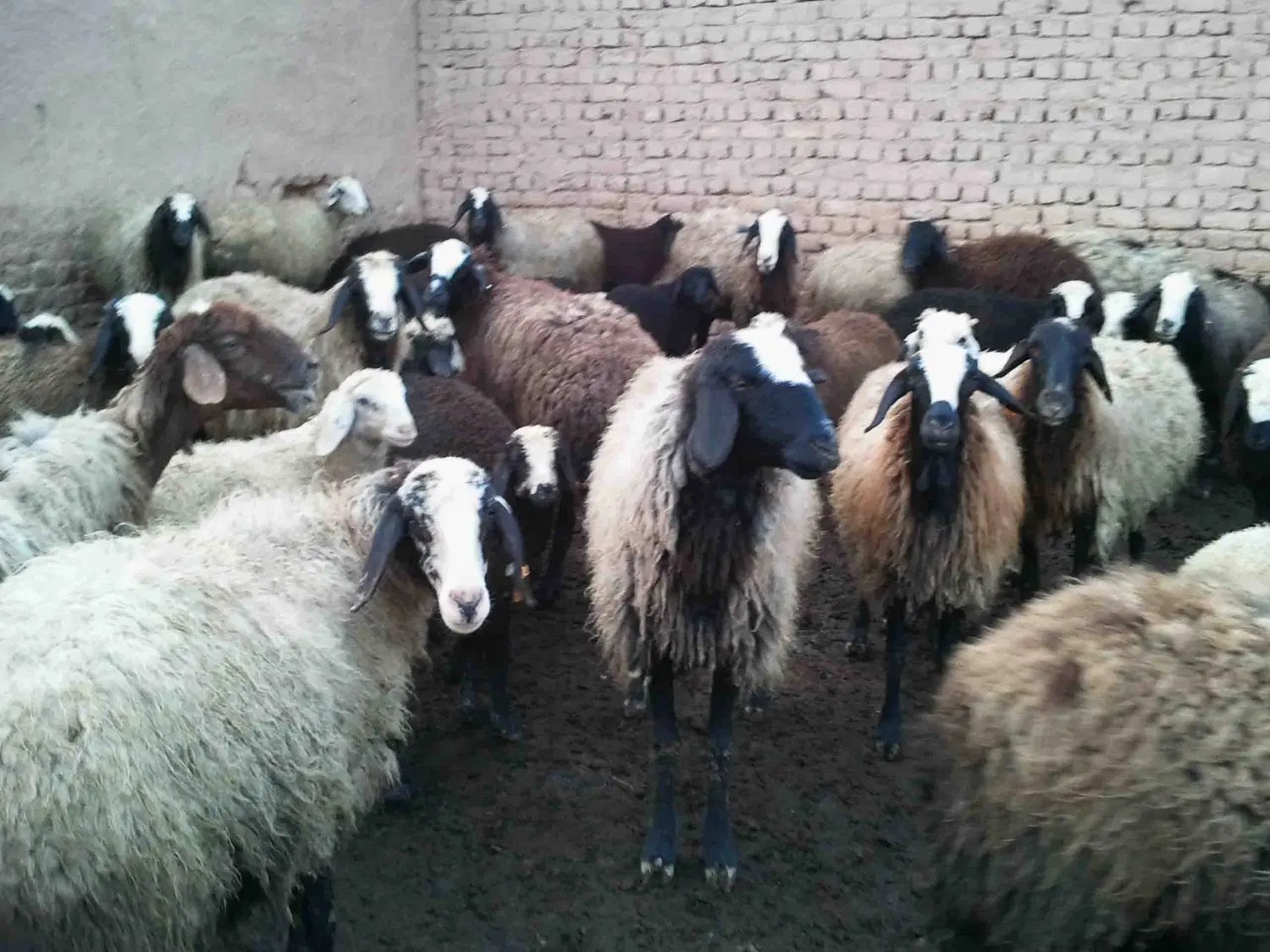 غرفه میدان دام زاهدان
