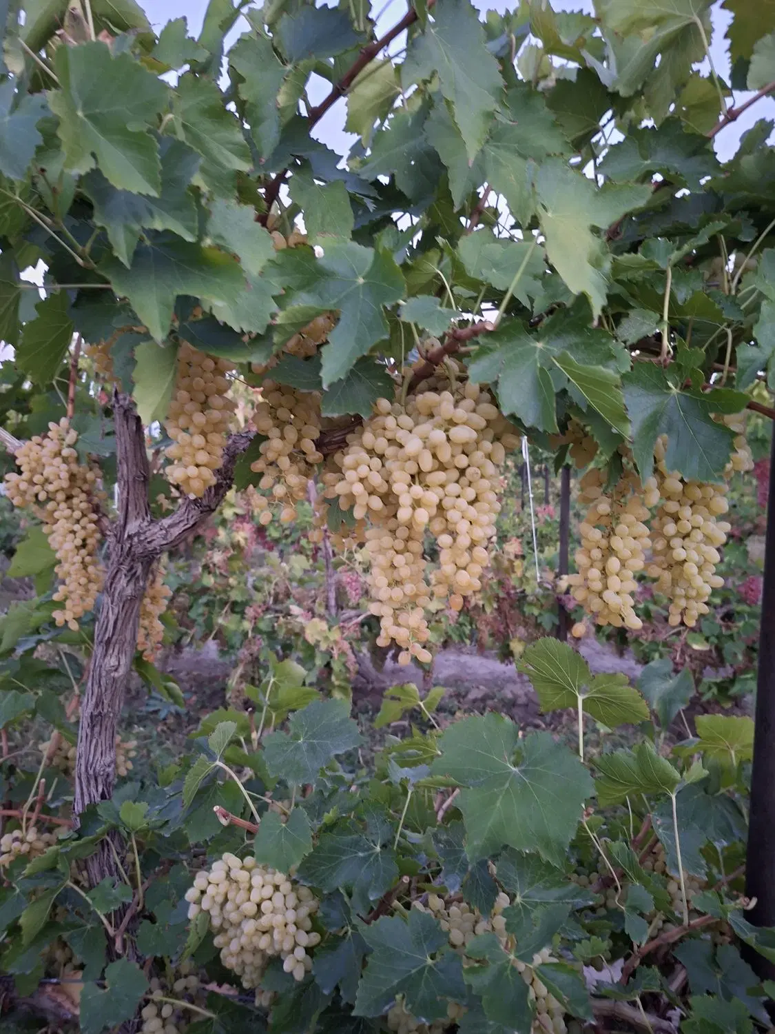 واگذاری باغ انگور به اجاره