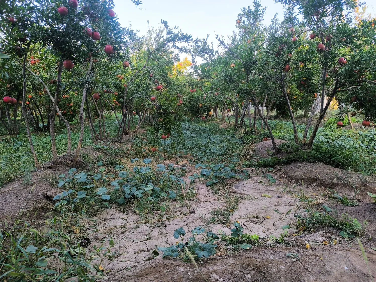 ویلا و باغ در روستای طایقان شهر قم