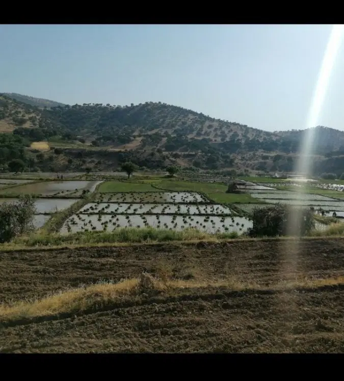 زمین برنج کاری
