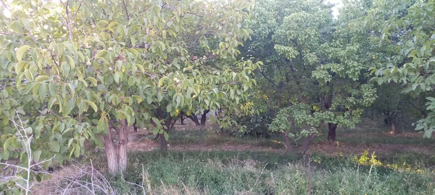 زمین فروشی واقع در عرب اباد