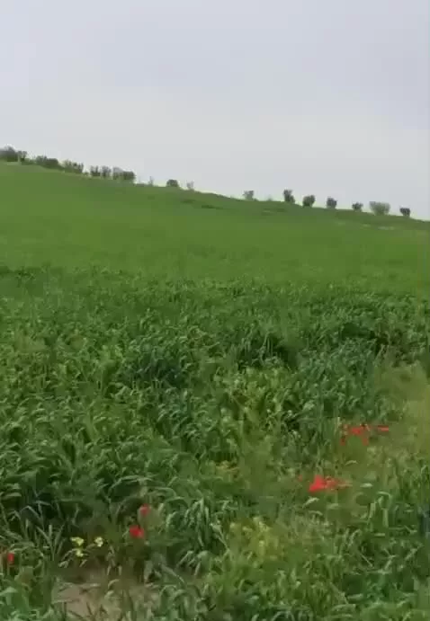 زمین کشاورزی ده هکتار
