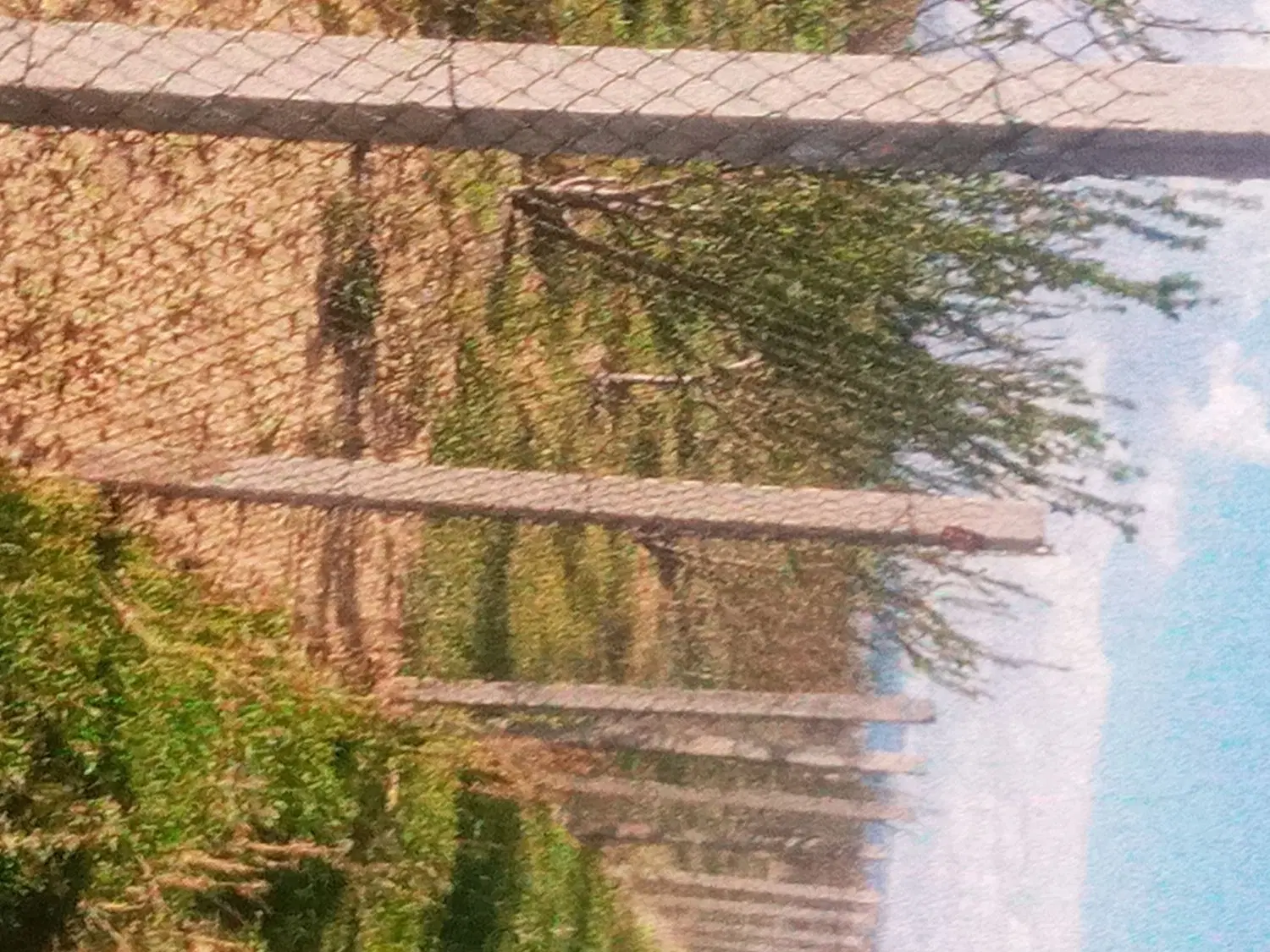 باغ انگور سیمین