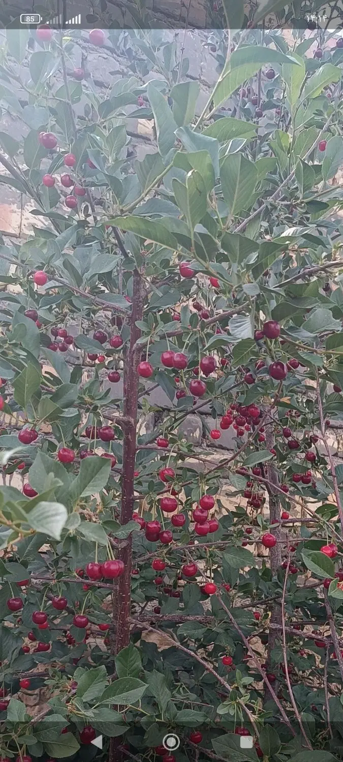 فروش باغ