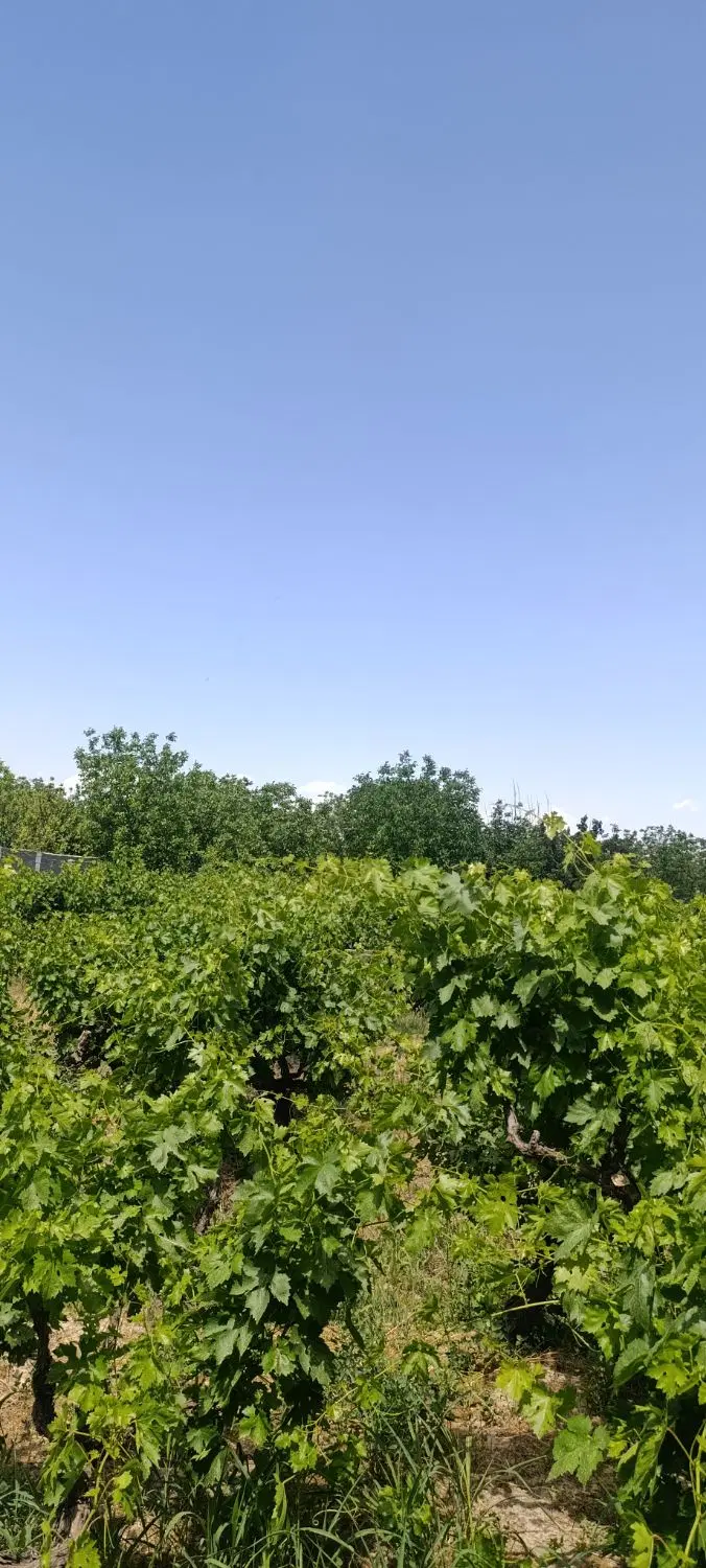 باغ چهار دیواری مثمر
