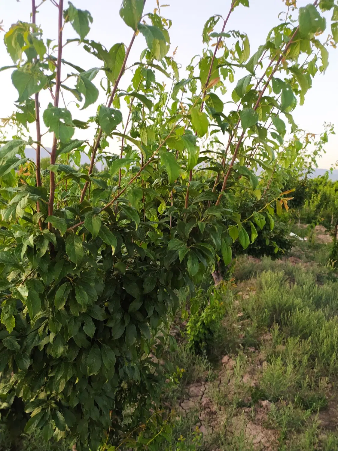 باغ در روستای باصفای ابراهیم بیگی