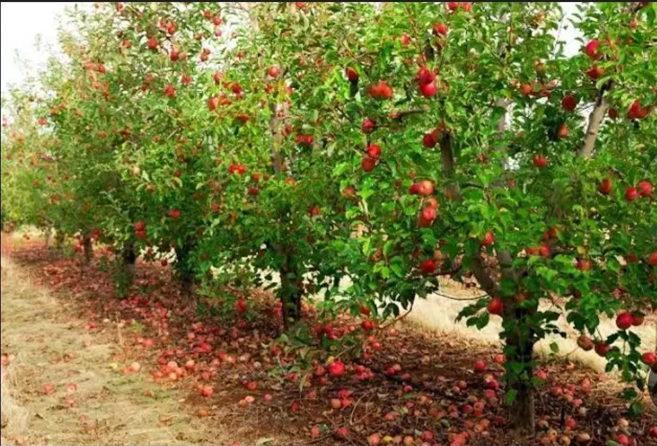 یک قطعه زمین چهار دیواری