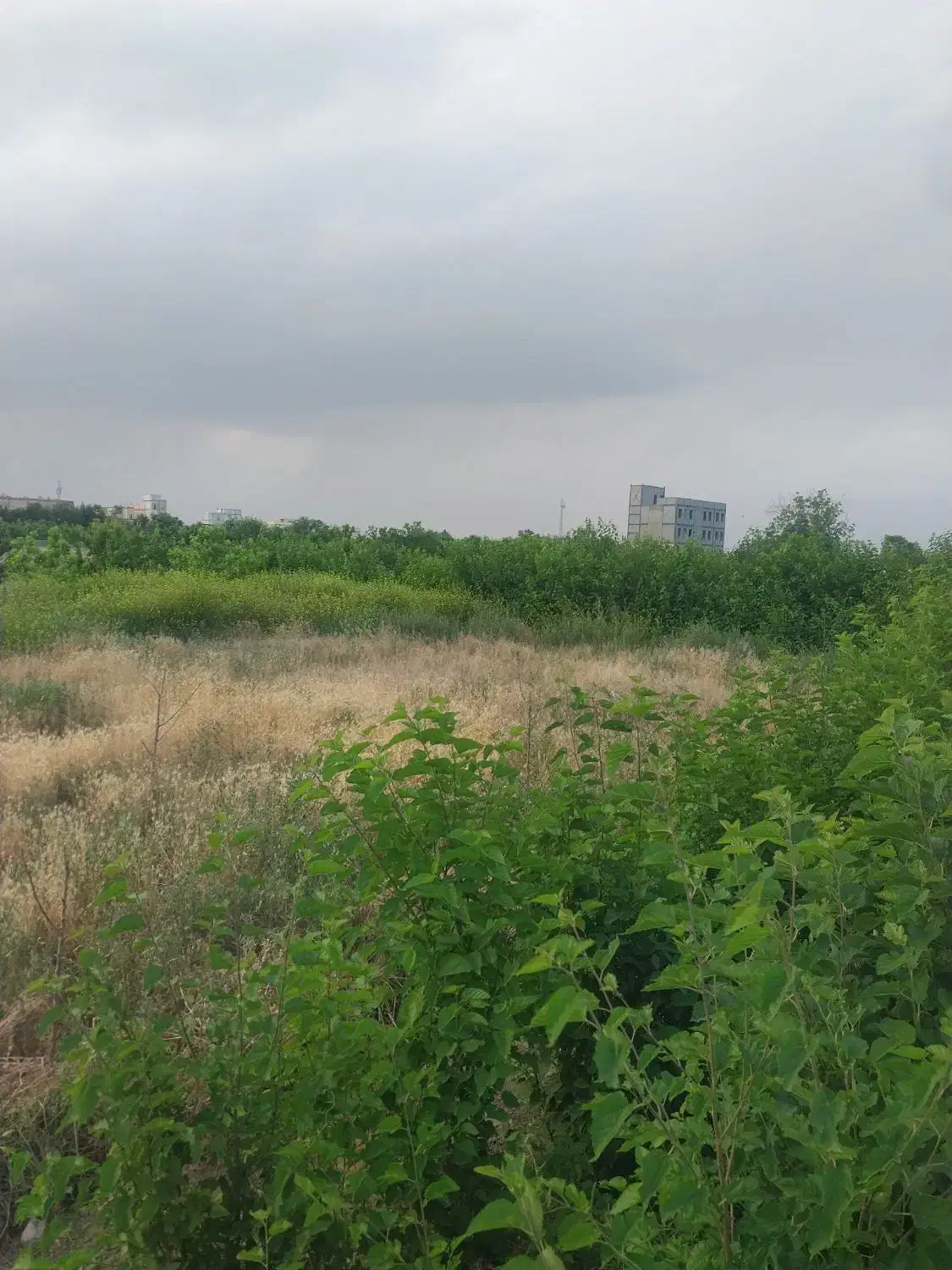 زمین فروشی درخواجه ربیع