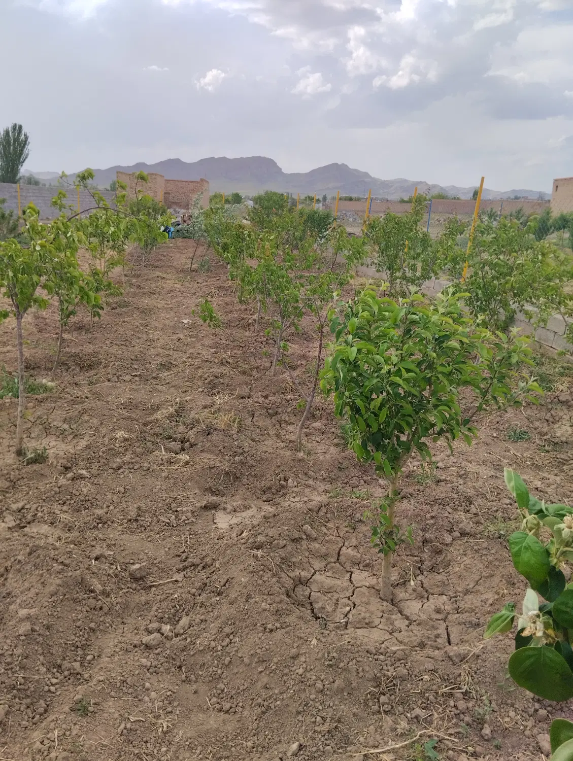 باغ با درختان ۳ساله