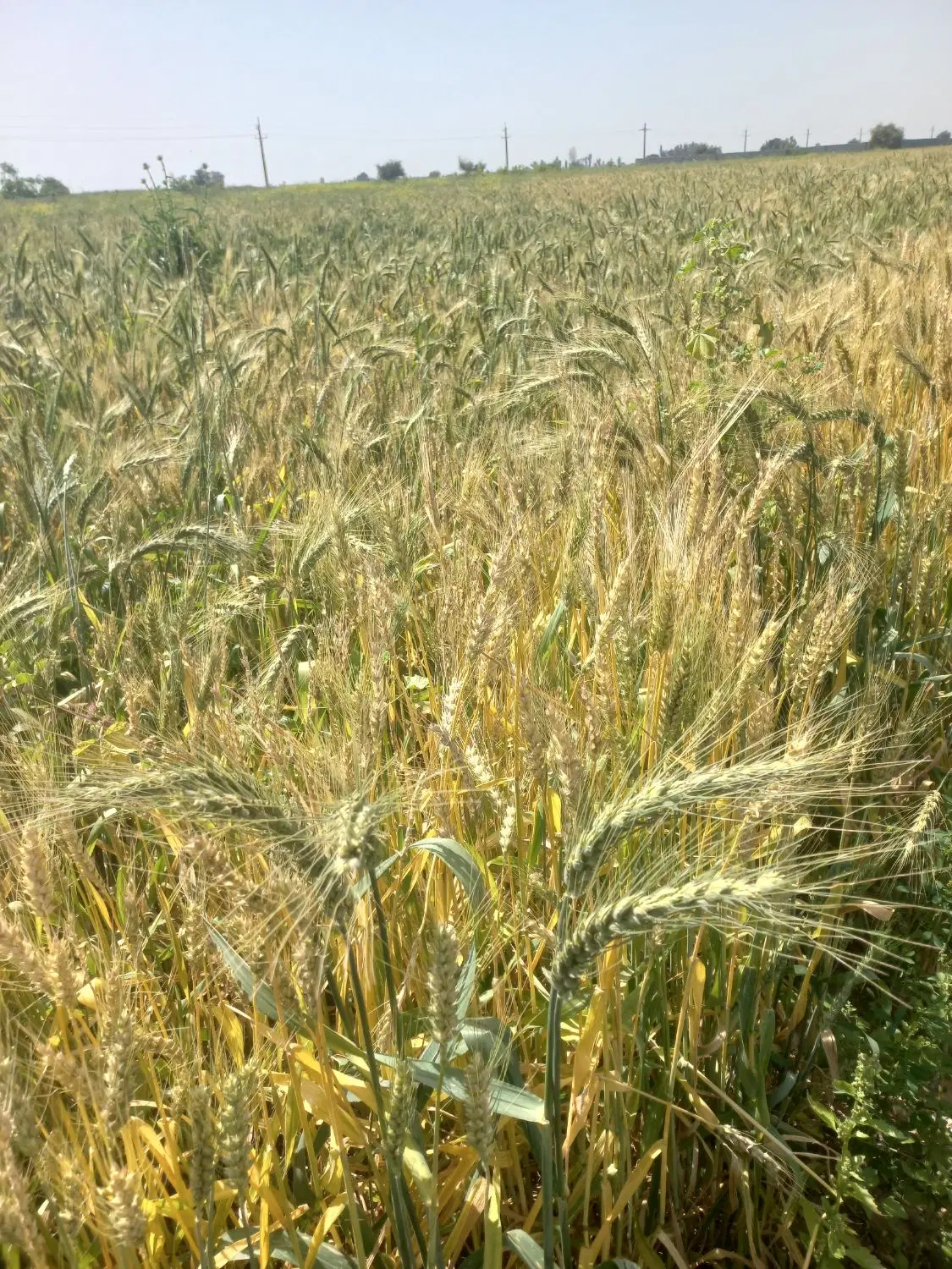زمین  کشاورزی