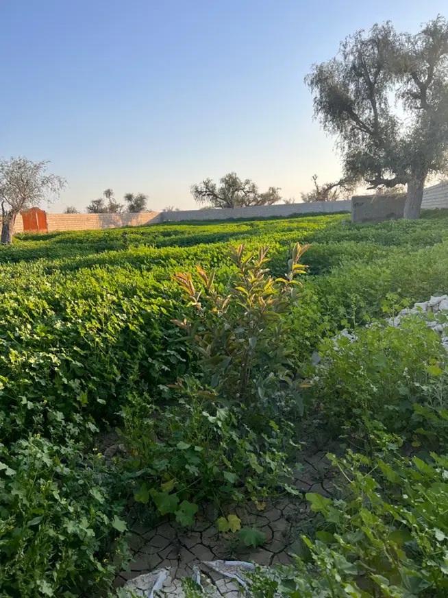 زمین باغی روستای توریان با دیوارکشی کامل